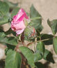 Heinrich Schultheis rose photo