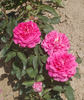 Heinrich Schultheis rose photo