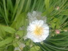 Maid Marion rose photo