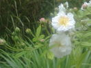 Maid Marion rose photo