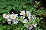 Sternenflor ® rose photo
