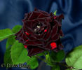 Vampire rose photo