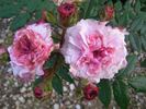 Château de la Juvénie rose photo