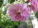 Château de la Juvénie rose photo