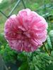 Château de la Juvénie rose photo