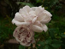 <i>Rosa X polliniana</i> f. <i>affabilis</i> rose photo