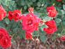 Ralph Moore ™ rose photo