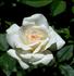 Linville rose photo