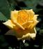 Olympic Gold rose photo