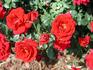 Ralph Moore ™ rose photo