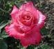 First Federal's Renaissance rose photo