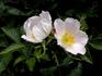 <i>Rosa elliptica</i> auct. eur. rose photo
