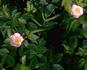 <i>Rosa elliptica</i> auct. eur. rose photo