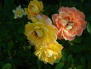 1-72-1rugeldafly rose photo