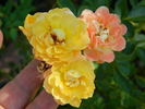 1-72-1rugeldafly rose photo