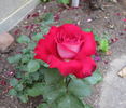 Ronald Reagan ™ rose photo
