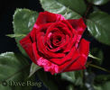 Code of Honor rose photo