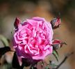 Santa Rosa rose photo