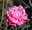Santa Rosa rose photo