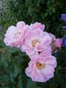 Bournonville ™ rose photo
