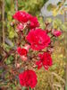 Fairy Dance ® rose photo