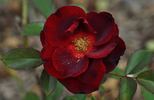 Indian Ruffles rose photo