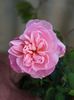 010 22H 58G rose photo