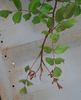 010 22H 58G rose photo
