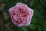 Proud Bride ® rose photo
