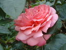 Caritas rose photo