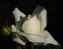 Beljanka rose photo