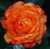 Krymskij Samotsvet rose photo