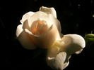 Miss Dior rose photo
