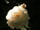 Miss Dior rose photo