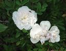 Paula Vapelle rose photo