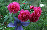 Génération jardin rose photo