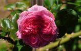 Vitalrose Madame Pompadour rose photo