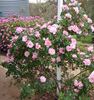 Bantry Bay ® rose photo