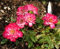 Albuquerque Enchantment rose photo