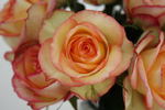 Queensland Gold rose photo