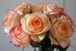 Queensland Gold rose photo