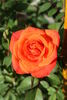 Neon Sunset rose photo