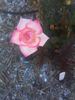 Pink Lulu rose photo