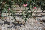 Pink Lulu rose photo