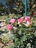 Pink Lulu rose photo