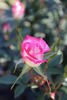 Pink Lulu rose photo