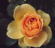 Henrietta Barnett rose photo