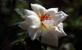 A.N.W.B. Rose rose photo