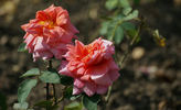 Souvenir de Madame A. Hess rose photo