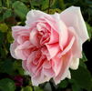 Radiosa rose photo